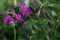 Canyon-Salbei, Salvia lycioides, Lamiaceae, Salvia lycioides, Canyon-Salbei, Blühend Kauf von 06243salvia_lycioidesimg_2282.jpg