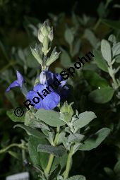 Gamander-Salbei, Salvia chamaedryoides 'Heavenly Blue', Lamiaceae, Salvia chamaedryoides 'Heavenly Blue', Gamender-Salbei, Blhend Kauf von 06244salvia_chamaedryoides_heavenlyblueimg_2283.jpg