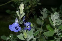Gamander-Salbei, Salvia chamaedryoides 'Heavenly Blue', Lamiaceae, Salvia chamaedryoides 'Heavenly Blue', Gamender-Salbei, Blhend Kauf von 06244salvia_chamaedryoides_heavenlyblueimg_2284.jpg