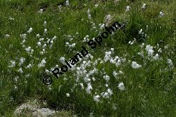 Schmalblttriges Wollgras, Eriophorum angustifolium Kauf von 06267_eriophorum_angustifolium_img_9459.jpg