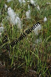 Schmalblttriges Wollgras, Eriophorum angustifolium Kauf von 06267_eriophorum_angustifolium_img_9475.jpg