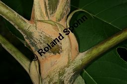 Chinesischer Reispapierbaum, Tetrapanax papyrifera, Araliaceae, Tetrapanax papyrifera, Chinesischer Reispapierbaum, Stammausschnitt Kauf von 06280tetrapanax_papyriferaimg_3827.jpg