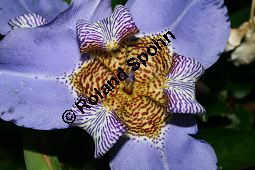 Neomarica caerulea, Iridaceae, Neomarica caerulea, Marica coerulea, Blte Kauf von 06282neomarica_caeruleaimg_3581.jpg