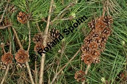 Tanyosho-Kiefer, Japanische Rot-Kiefer 'Umbraculifera', Pinus densiflora 'Umbraculifera' Kauf von 06300_pinus_densiflora_umbraculifera_img_1866.jpg