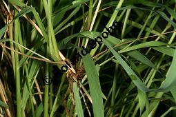 Cymbopogon martinii, Poaceae, Cymbopogon martinii, Beblttert Kauf von 06306cymbopogon_martiniiimg_2670.jpg