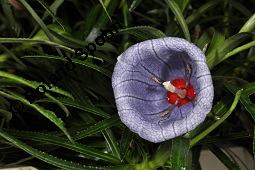 Mauritius-Glockenblume, Nesocodon mauritianus, Campanulaceae, Nesocodon mauritianus, Mauritius-Glockenblume, Blte Kauf von 06316_nesocodon_mauritianus_dsc_0854.jpg
