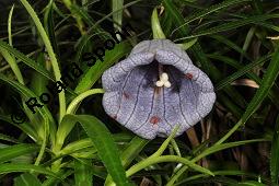 Mauritius-Glockenblume, Nesocodon mauritianus, Campanulaceae, Nesocodon mauritianus, Mauritius-Glockenblume, Blte Kauf von 06316_nesocodon_mauritianus_dsc_0855.jpg