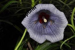 Mauritius-Glockenblume, Nesocodon mauritianus, Campanulaceae, Nesocodon mauritianus, Mauritius-Glockenblume, Blte Kauf von 06316_nesocodon_mauritianus_dsc_0857.jpg