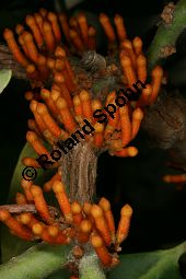 Phragmanthera usuiensis auf Nerium oleander, Loranthaceae, Phragmanthera usuiensis auf Nerium oleander, Schmarotzer auf Oleander, Blhend Kauf von 06317phragmanthera_usuiensisimg_2819.jpg