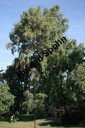 Rotgummibaum, Eucalyptus camaldulensis, Myrtaceae, Eucalyptus camaldulensis, Rotgummibaum, Beblttert Kauf von 06324_eucalyptus_camaldulensis_img_9257.jpg