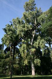 Rotgummibaum, Eucalyptus camaldulensis, Myrtaceae, Eucalyptus camaldulensis, Rotgummibaum, Beblttert Kauf von 06324_eucalyptus_camaldulensis_img_9258.jpg
