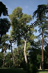 Rotgummibaum, Eucalyptus camaldulensis, Myrtaceae, Eucalyptus camaldulensis, Rotgummibaum, Beblttert Kauf von 06324_eucalyptus_camaldulensis_img_9261.jpg