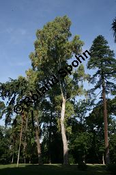 Rotgummibaum, Eucalyptus camaldulensis, Myrtaceae, Eucalyptus camaldulensis, Rotgummibaum, Beblttert Kauf von 06324_eucalyptus_camaldulensis_img_9262.jpg