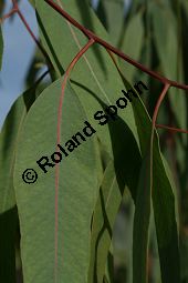 Rotgummibaum, Eucalyptus camaldulensis, Myrtaceae, Eucalyptus camaldulensis, Rotgummibaum, Beblttert Kauf von 06324eucalyptus_camaldulensisimg_2909.jpg