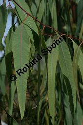 Rotgummibaum, Eucalyptus camaldulensis, Myrtaceae, Eucalyptus camaldulensis, Rotgummibaum, Beblttert Kauf von 06324eucalyptus_camaldulensisimg_2910.jpg