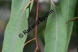 Rotgummibaum, Eucalyptus camaldulensis, Myrtaceae, Eucalyptus camaldulensis, Rotgummibaum, Beblttert Kauf von 06324eucalyptus_camaldulensisimg_2911.jpg