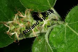 Croton cascarilla, Euphorbiaceae, Croton cascarilla, Blühend Kauf von 06325croton_cascarillaimg_2965.jpg