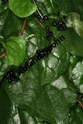 Ceylon-Spinat, Basella rubra, Basellaceae, Basella rubra, Ceylon-Spinat, fruchtend Kauf von 06326basella_rubraimg_2969.jpg