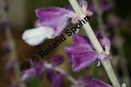 Mexikanischer Salbei, Salvia leucantha, Lamiaceae, Salvia leucantha, Mexikanischer Salbei, Blhend Kauf von 06330salvia_leucanthaimg_3023.jpg
