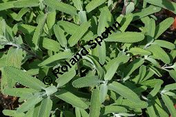 Weiblttriger Salbei, Salvia leucophylla, Lamiaceae, Salvia leucophylla, Weiblttriger Salbei, Beblttert Kauf von 06333salvia_leucophyllaimg_3034.jpg