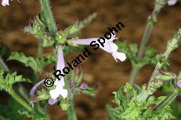 Raublatt-Salbei, Salvia scabra, Lamiaceae, Salvia scabra, Raublatt-Salbei, Beblttert Kauf von 06334salvia_scabraimg_3036.jpg