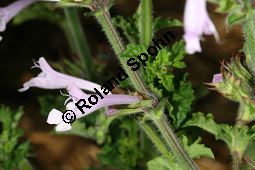 Raublatt-Salbei, Salvia scabra, Lamiaceae, Salvia scabra, Raublatt-Salbei, Beblttert Kauf von 06334salvia_scabraimg_3037.jpg