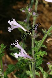 Raublatt-Salbei, Salvia scabra, Lamiaceae, Salvia scabra, Raublatt-Salbei, Beblttert Kauf von 06334salvia_scabraimg_3038.jpg