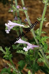 Raublatt-Salbei, Salvia scabra, Lamiaceae, Salvia scabra, Raublatt-Salbei, Beblttert Kauf von 06334salvia_scabraimg_3039.jpg