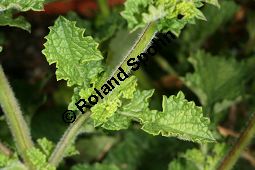 Raublatt-Salbei, Salvia scabra, Lamiaceae, Salvia scabra, Raublatt-Salbei, Beblttert Kauf von 06334salvia_scabraimg_3040.jpg