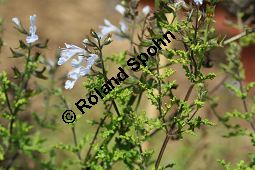 Filigran-Salbei, Salvia namaensis, Lamiaceae, Salvia namaensis, Filigran-Salbei, Blhend Kauf von 06337salvia_namaensisimg_3048.jpg