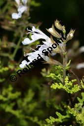Filigran-Salbei, Salvia namaensis, Lamiaceae, Salvia namaensis, Filigran-Salbei, Blhend Kauf von 06337salvia_namaensisimg_3049.jpg