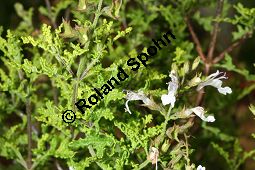 Filigran-Salbei, Salvia namaensis, Lamiaceae, Salvia namaensis, Filigran-Salbei, Blhend Kauf von 06337salvia_namaensisimg_3050.jpg