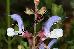 Blauer Salbei, Salvia chamelaeaguea, Lamiaceae, Salvia chamelaeaguea, Blauer Salbei, Blhend Kauf von 06338salvia_chamelaeagueaimg_3051.jpg