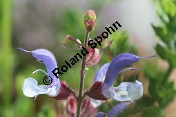 Blauer Salbei, Salvia chamelaeaguea, Lamiaceae, Salvia chamelaeaguea, Blauer Salbei, Blhend Kauf von 06338salvia_chamelaeagueaimg_3052.jpg