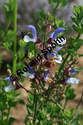Blauer Salbei, Salvia chamelaeaguea, Lamiaceae, Salvia chamelaeaguea, Blauer Salbei, Blhend Kauf von 06338salvia_chamelaeagueaimg_3053.jpg