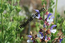 Blauer Salbei, Salvia chamelaeaguea, Lamiaceae, Salvia chamelaeaguea, Blauer Salbei, Blhend Kauf von 06338salvia_chamelaeagueaimg_3054.jpg