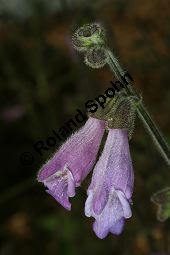 Dan Shen, Salvia przewalskii, Lamiaceae, Salvia przewalskii, Dan Shen, Blhend Kauf von 06339salvia_przewalskiiimg_3055.jpg