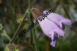 Dan Shen, Salvia przewalskii, Lamiaceae, Salvia przewalskii, Dan Shen, Blhend Kauf von 06339salvia_przewalskiiimg_3056.jpg