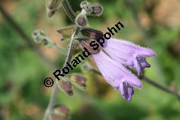 Dan Shen, Salvia przewalskii, Lamiaceae, Salvia przewalskii, Dan Shen, Blühend Kauf von 06339salvia_przewalskiiimg_3057.jpg