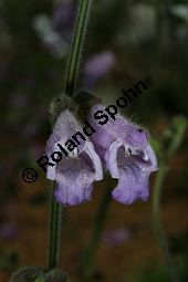 Dan Shen, Salvia przewalskii, Lamiaceae, Salvia przewalskii, Dan Shen, Blühend Kauf von 06339salvia_przewalskiiimg_3060.jpg