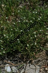 Quendelblättriges Sandkraut, Arenaria serpyllifolia Kauf von 06342arenaria_serpyllifoliaimg_8311.jpg