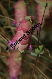 Rundblttriger Dost, Origanum rotundifolium, Lamiaceae, Origanum rotundifolium, Rundblttriger Dost, Blhend Kauf von 06351origanum_rotundifoliumimg_3613.jpg