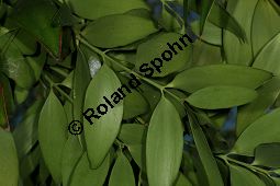 Starke Kaurifichte, Agathis robusta, Araucariaceae, Agathis robusta, Starke Kaurifichte, Habitus Kauf von 06384_agathis_robusta_img_2028.jpg