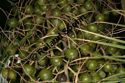 Guadalupepalme, Brahea edulis, Palmae, Brahea edulis, Guadalupepalme, früchte Kauf von 06387_brahea_edulis_img_1954.jpg
