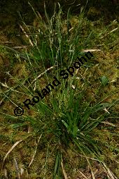 Gefingerte Segge, Finger-Segge, Carex digitata, mit Blten-Brandpilz Kauf von 06389carex_digitataimg_7191.jpg