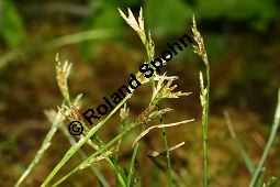 Gefingerte Segge, Finger-Segge, Carex digitata, mit Blten-Brandpilz Kauf von 06389carex_digitataimg_7192.jpg