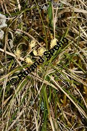 Frhlings-Segge, Carex caryophyllea, Carex verna Kauf von 06390carex_caryophylleaimg_5444.jpg