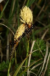 Frhlings-Segge, Carex caryophyllea, Carex verna Kauf von 06390carex_caryophylleaimg_6093.jpg