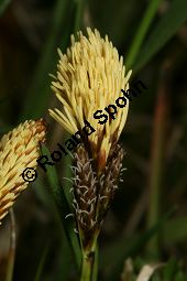 Frhlings-Segge, Carex caryophyllea, Carex verna Kauf von 06390carex_caryophylleaimg_6094.jpg