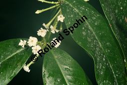 Carissa spectabilis, Toxicophlaea spectabilis, Apocynaceae, Carissa spectabilis, Toxicophlaea spectabilis, Blhend Kauf von 06393carissa_spectabilisimg_5188.jpg